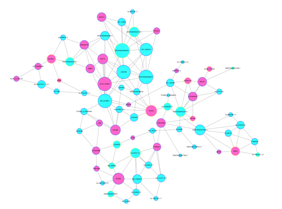 通過關(guān)鍵 lncRNA 的共表達(dá) mRNA 預(yù)測(cè)出其功能