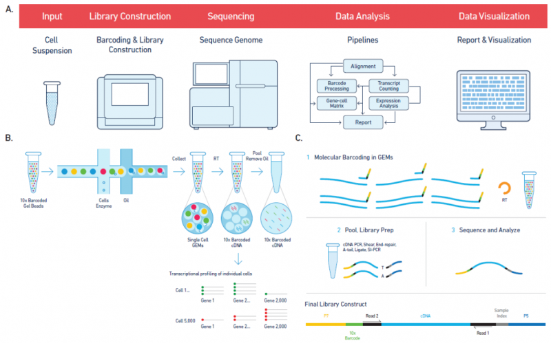 單細胞 RNA 測序 10Xgenomics 技術(shù)原理