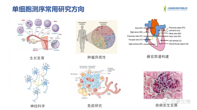 伯豪生物 單細(xì)胞測序 服務(wù)