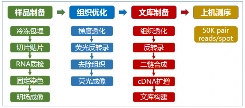 空間轉(zhuǎn)錄組測序?qū)嶒灹鞒? style=
