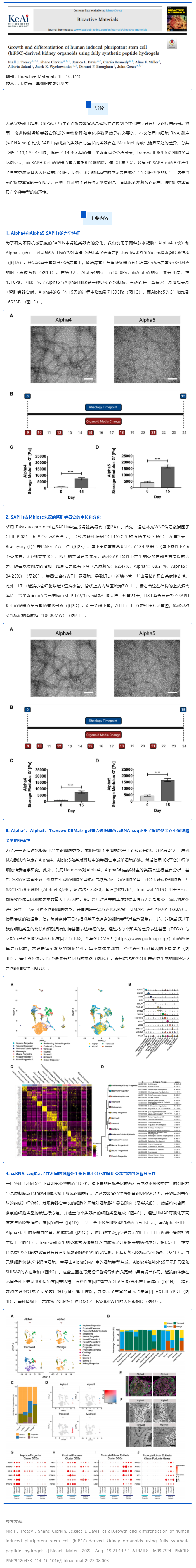 全合成肽水凝膠培養(yǎng)的人誘導多能干細胞（hiPSC）來源的腎類器官的生長和分化