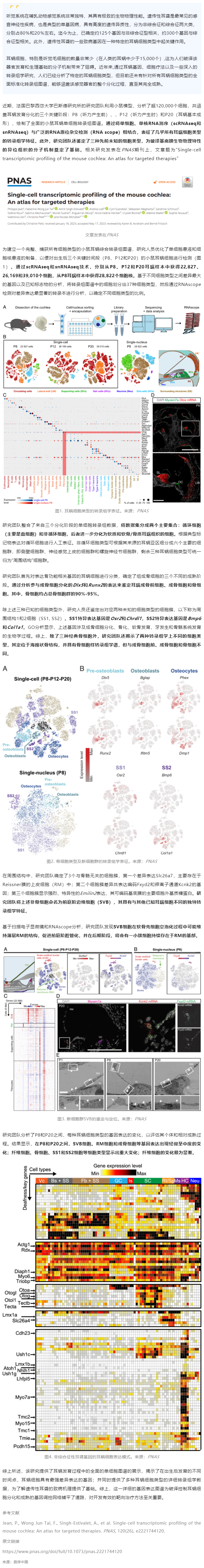 2023-07-21 PNAS 發(fā)表全面的小鼠耳蝸單細胞轉錄組圖譜，為遺傳性耳聾靶向治療提供參考