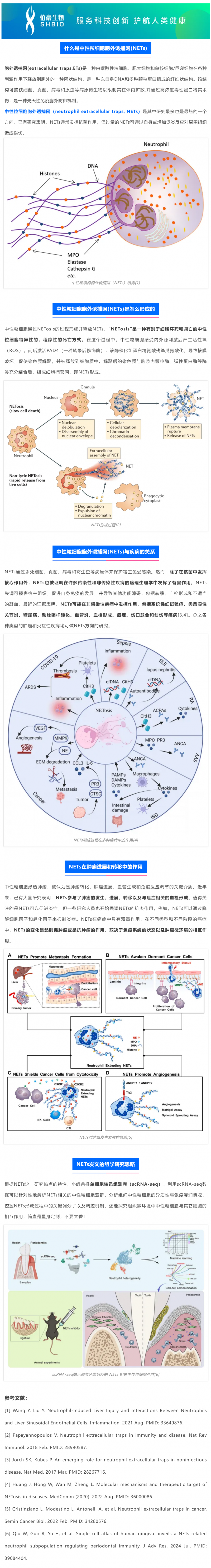 2025 國(guó)自然熱點(diǎn) _ 中性粒細(xì)胞胞外誘捕網(wǎng)（NETs) 該如何研究